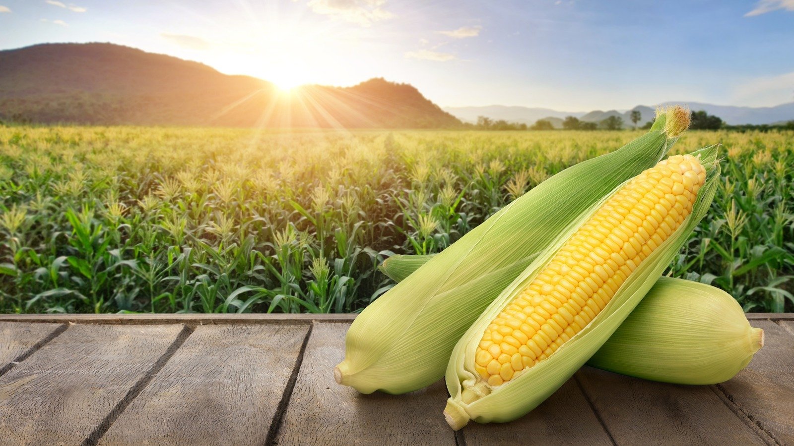 Pakistan weighs GMO maize adoption with a-maize-ing potential